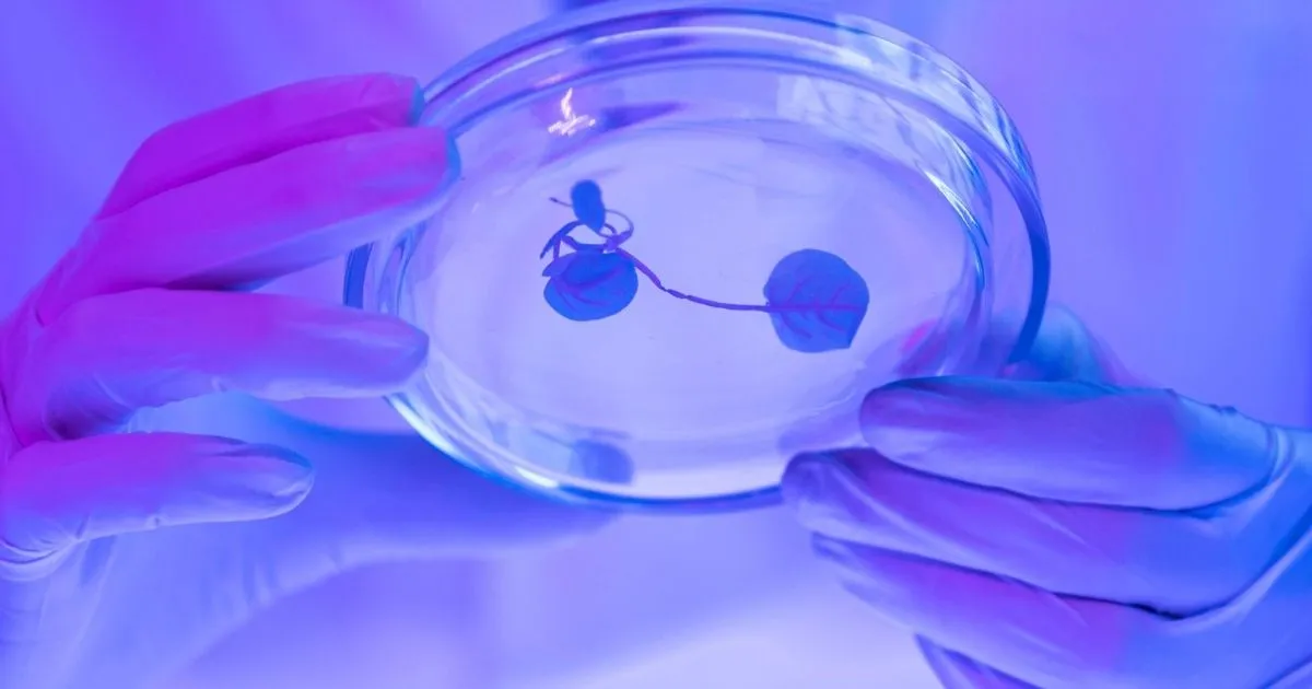 IVF-Behandlung